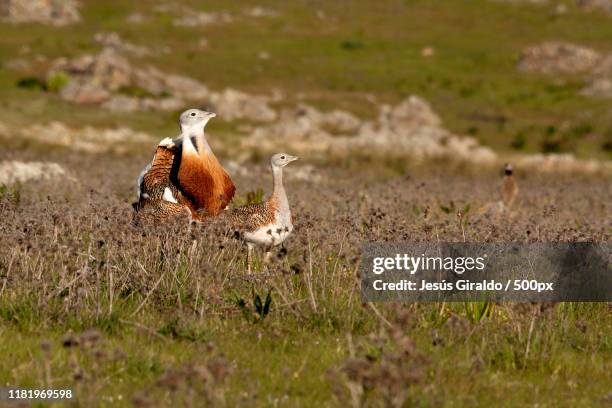 nature photograph of great bustard (otis tarda) birds - great bustard stock pictures, royalty-free photos & images