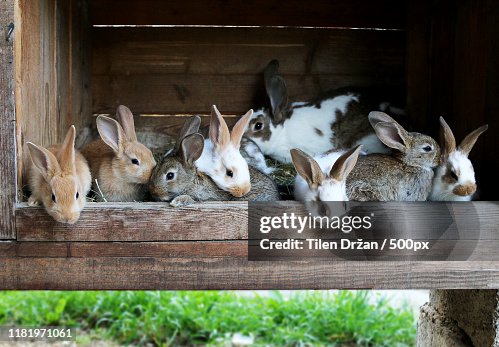 Flickr Rabbit Farm Farm Rabbit
