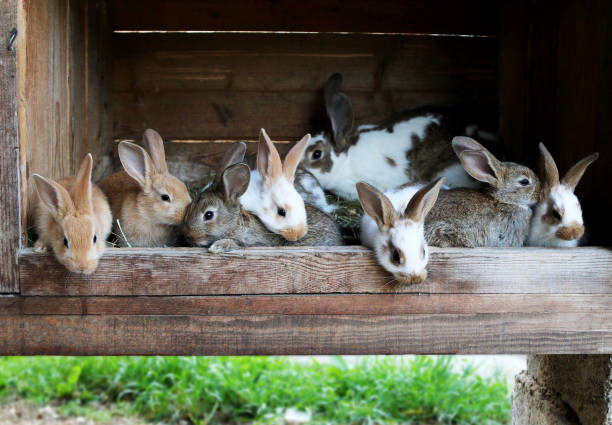 Where to Sell Rabbits in South Africa? 8 Best Places