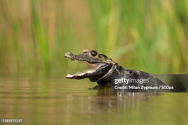dwarf crocodile (osteolaemus tetraspis) in water - african dwarf crocodile stock pictures, royalty-free photos & images