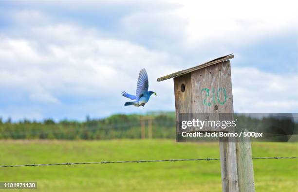 view of mountain bluebird and nest box - berghüttensänger stock-fotos und bilder