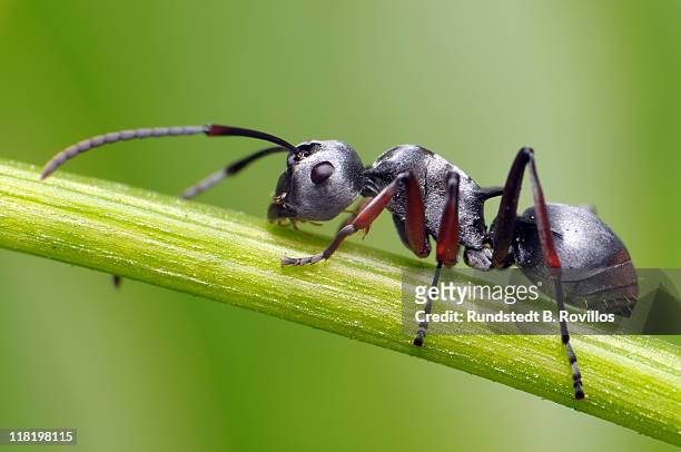silver ant on stem - ant stock pictures, royalty-free photos & images