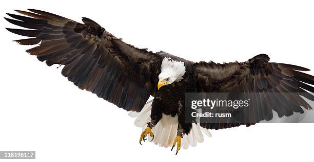 flying eagle isolated on white background - spread wings stock pictures, royalty-free photos & images