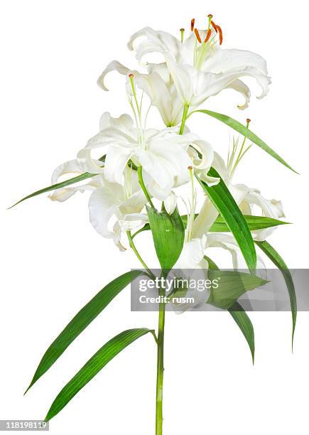 isolated white lily on white background - easter lily stock pictures, royalty-free photos & images