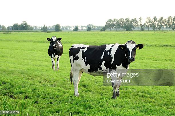 duas vacas holstein em um prado - países baixos - fotografias e filmes do acervo