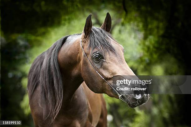 horse portrait - arabian horse stock pictures, royalty-free photos & images