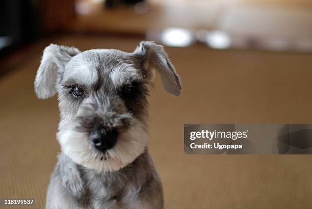 schnauzer puppy - schnauzer stock pictures, royalty-free photos & images