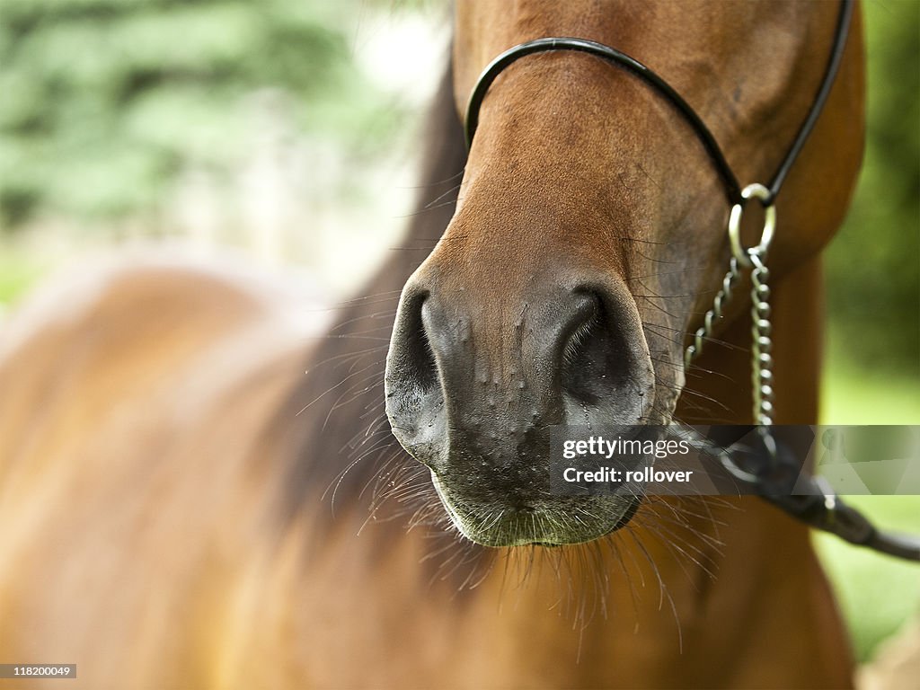 Close up of a brown horse's nose