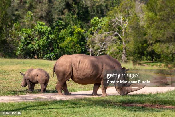 a mother and child rhino - long weekend australia stock pictures, royalty-free photos & images