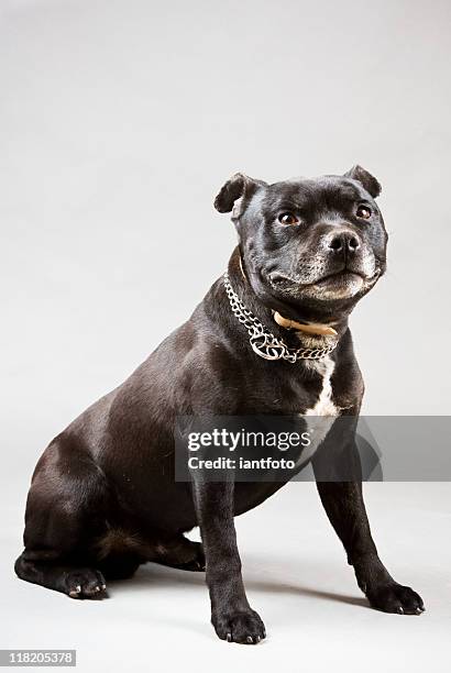 pit bull terrier - staffordshire bull terrier stock pictures, royalty-free photos & images