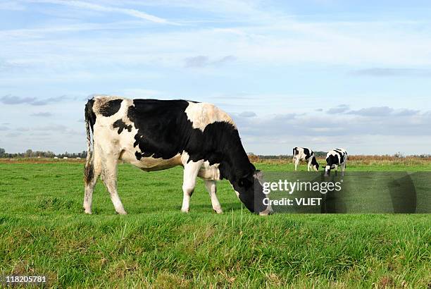 tre holstein mucche in un prato - pasture foto e immagini stock