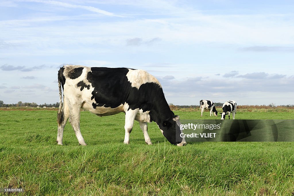 Three Holstein cows grazing in a green meadow