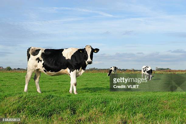 drei holstein kühe auf einer wiese - cow stock-fotos und bilder