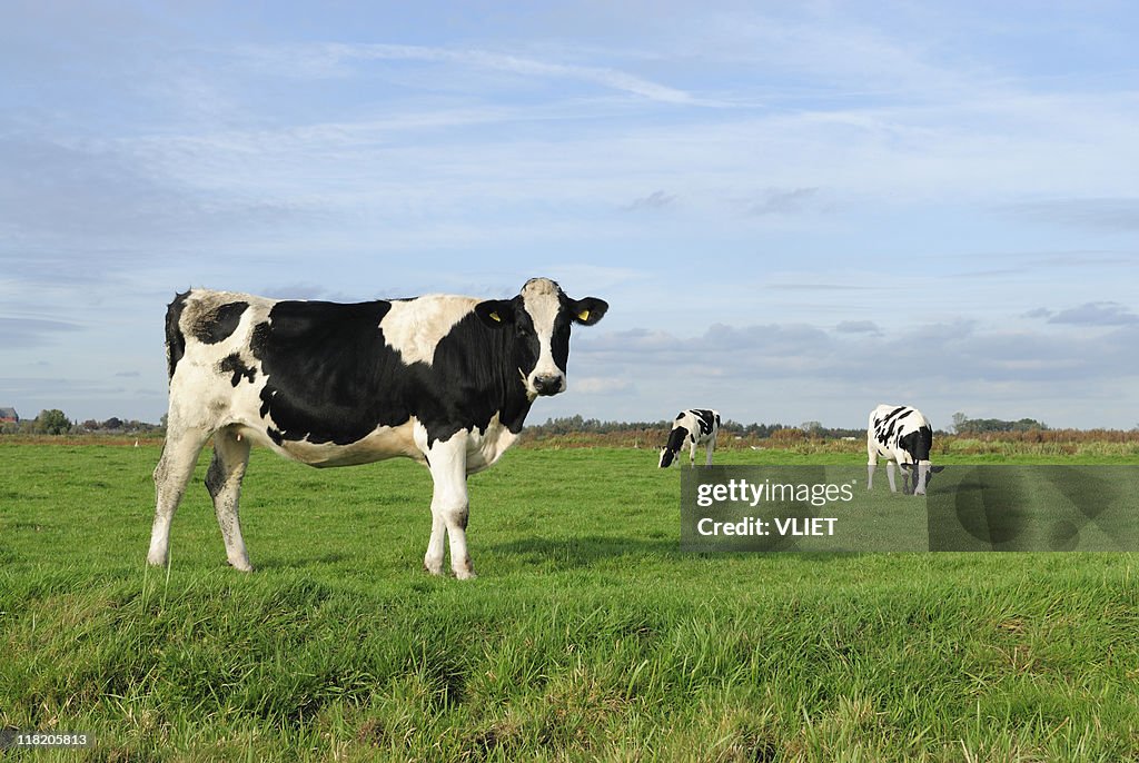 Tres holstein vacas en un prado