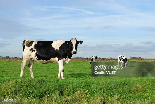três holstein vaca num prado - gado holstein friesian imagens e fotografias de stock