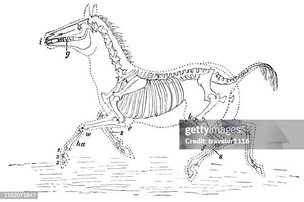 wild ass - skeleton stock illustrations