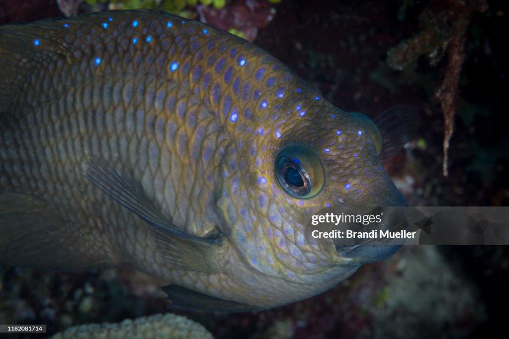 Longfin Damselfish Underwater in Roatan, Honduras.