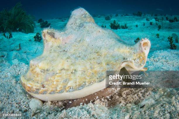 conch underwater in roatan, honduras. - mollusco foto e immagini stock