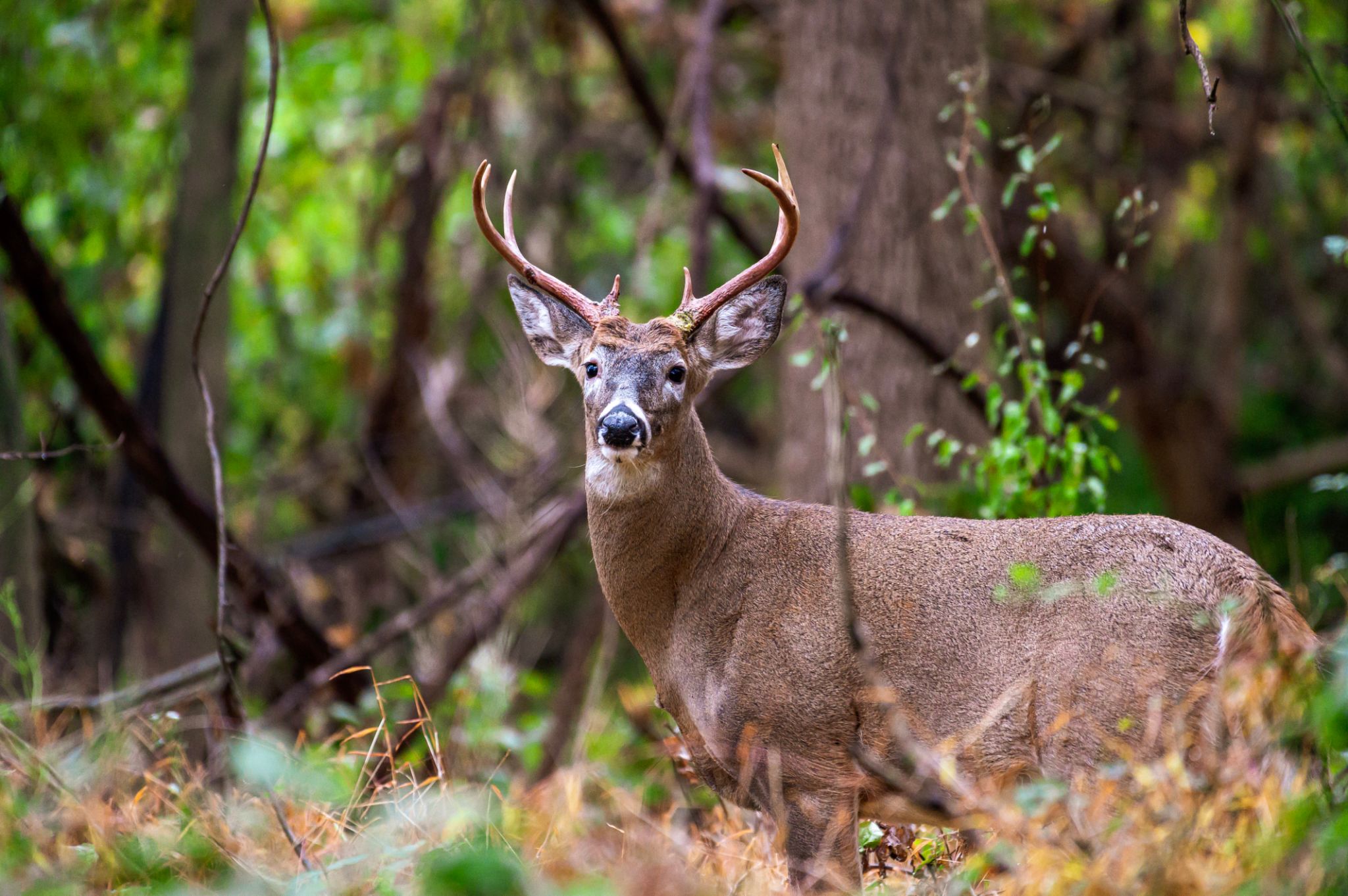 hunting season