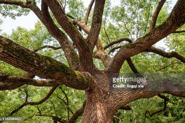 big tree trunk stretching around - crecimiento estirón fotografías e imágenes de stock