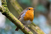 A close up of a Robin Redbreast in some woodland in the southwest of England (UK).