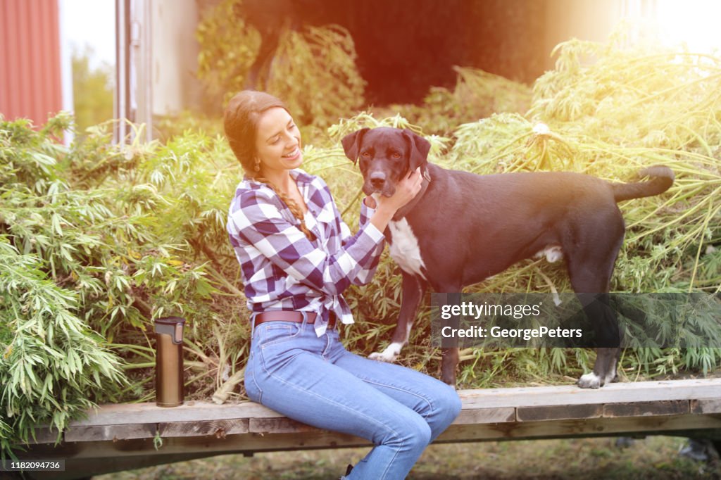 ペットの犬と麻の植物を収穫若い女性農家