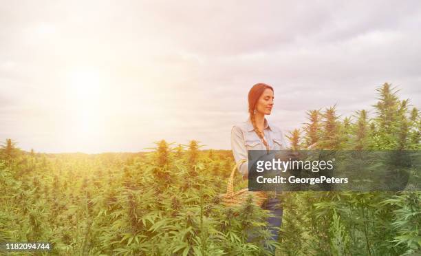 joven agricultor cosechando plantas de cáñamo - cannabis oil fotografías e imágenes de stock