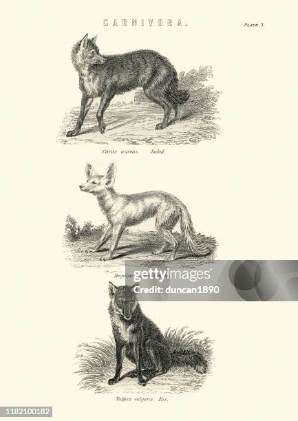 wildlife, jackal, fennec fox, fox, 19th century engraving - fennec fox stock illustrations
