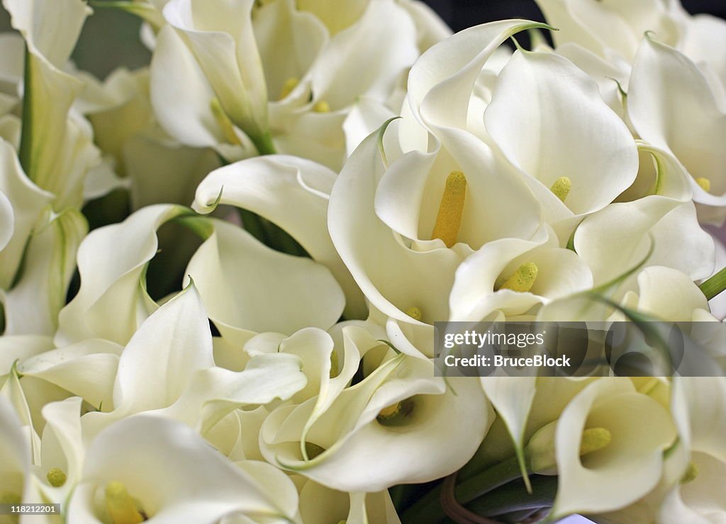 Calla-Lilien
