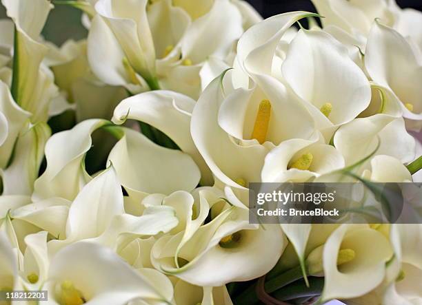 calla lillies - lily bouquet stock pictures, royalty-free photos & images