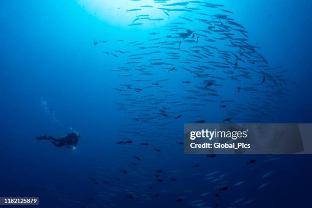 diver and school of barracudas - palau, micronesia - barracuda stock pictures, royalty-free photos & images