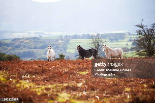 three wild welsh ponies - welsh pony stockfoto's en -beelden