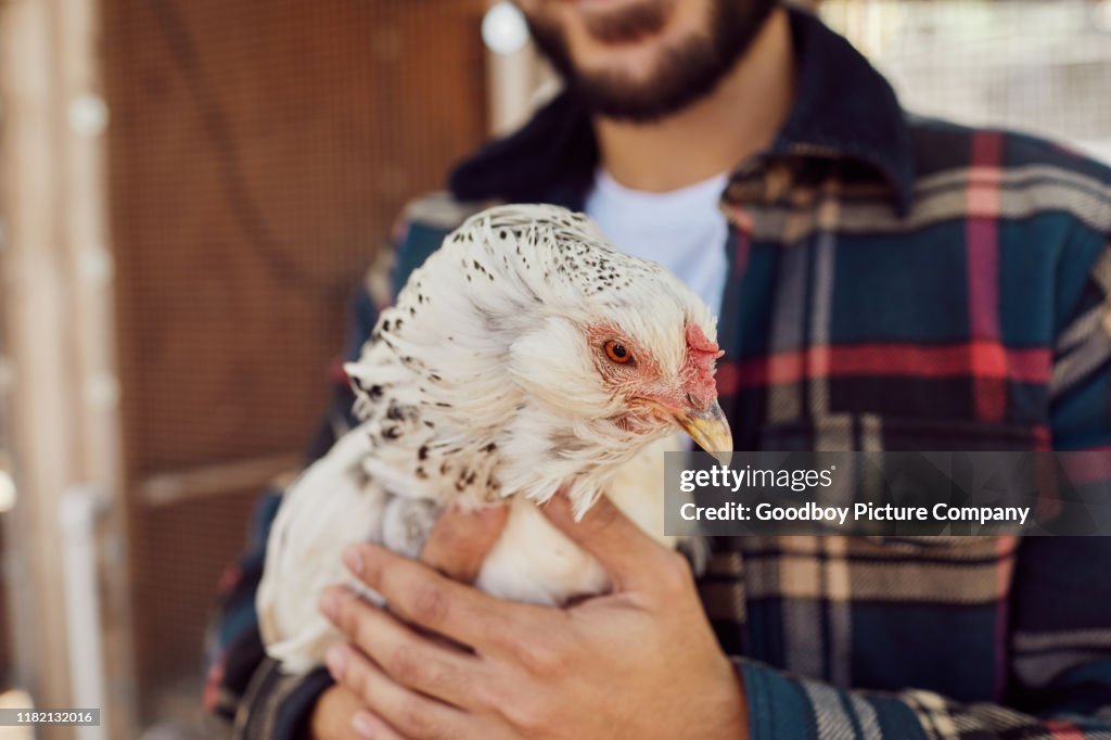 Young farmer holding a chicken on his farm