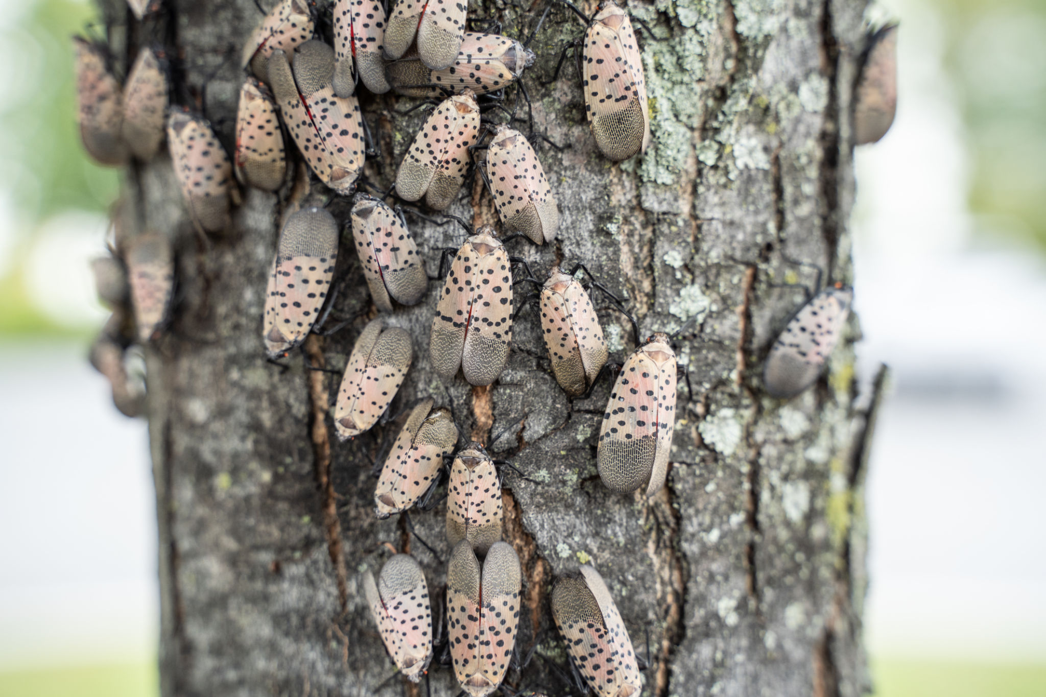 invasive species