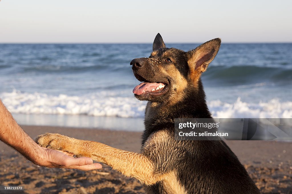 Dog Shaking Hands With Man On The Beach, Mediterranean Sea