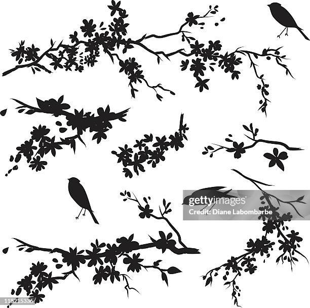ilustrações, clipart, desenhos animados e ícones de cherry blossom ramos em flor & aves de silhueta negra - cerejeira árvore frutífera