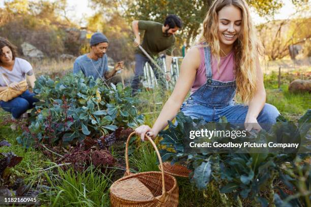 lächelnde junge frau arbeitet mit freunden im gemüsegarten - community garden stock-fotos und bilder