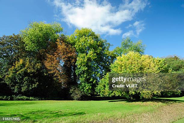 trees in autumn - treelined bildbanksfoton och bilder