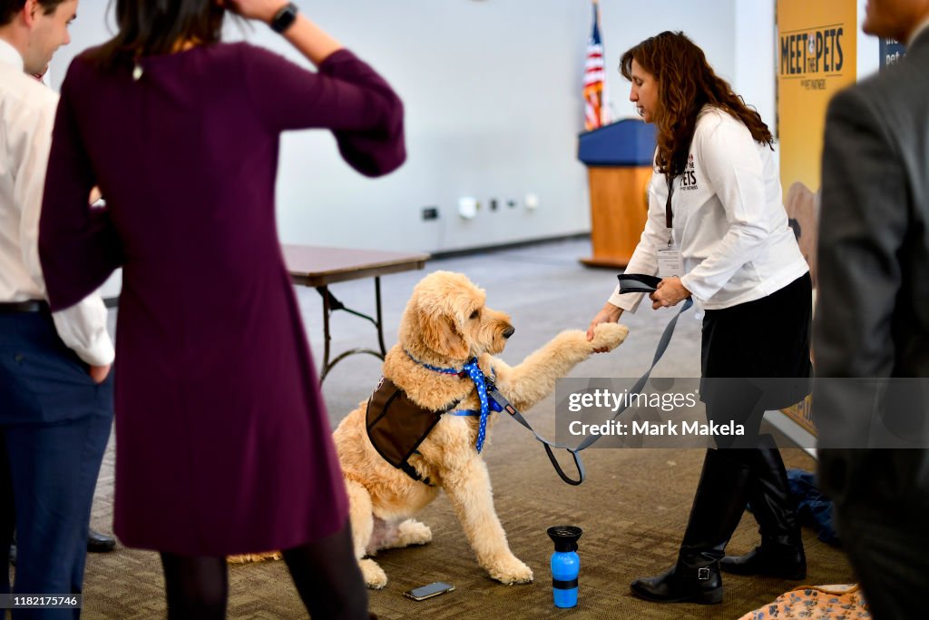 Therapy Dogs Visit Congressional Staff On Capitol Hill