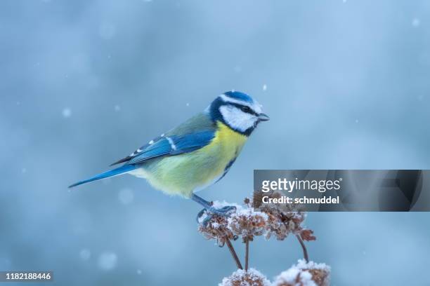 blaumeise im winter - blaumeise stock-fotos und bilder