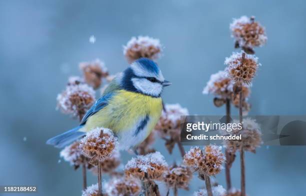 blaumeise im winter - birds and flowers stock-fotos und bilder