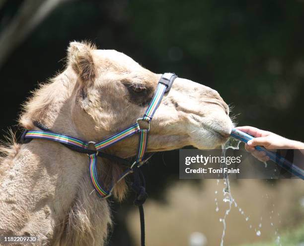 a camel drinking water from a hose - thirsty stock pictures, royalty-free photos & images