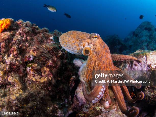 octopus - krake cephalopode stock-fotos und bilder