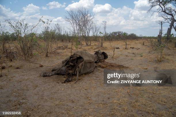 Carcass of an elephant that succumbed to drought in the Hwange National Park, Zimbabwe on November 12, 2019. - Over 200 elephants have died due to...