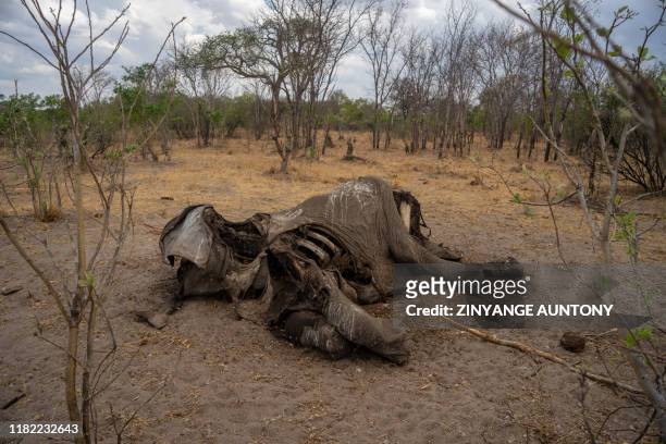Carcass of an elephant that succumbed to drought in the Hwange National Park, in Zimbabwe, on November 12, 2019. - Over 200 elephants have died due...