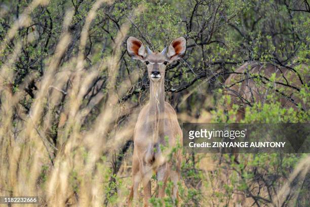 Kudu stands dazzled in the drought stricken Hwange National Park, in Zimbabwe, on November 12, 2019. - Over 200 elephants have died along with other...