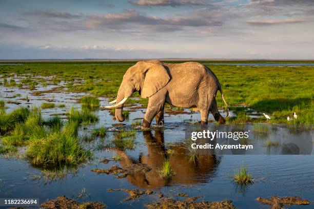 elephant grazing at amboseli lake, marsh with water birds at sunset - elefante africano fotografías e imágenes de stock