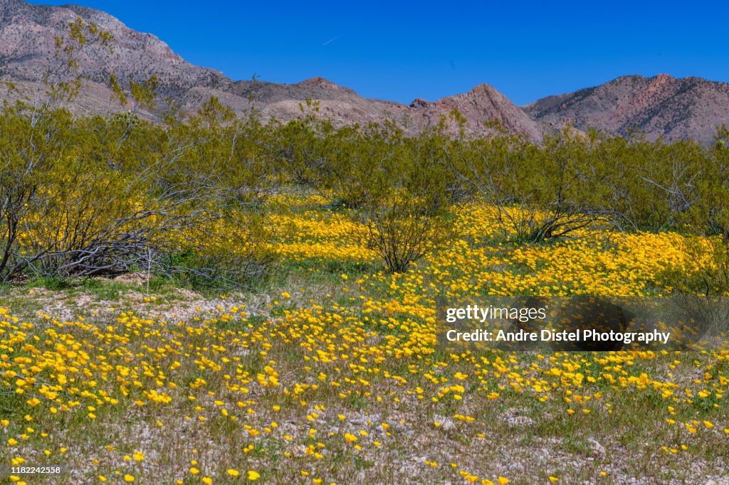 Gold Butte National Monument, NV, USA