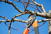 Seasonal pruning fruit tree with pruning shears