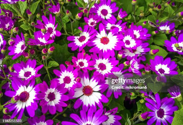 purple, pink pericallis, called cineraria flowers - cineraria stock pictures, royalty-free photos & images